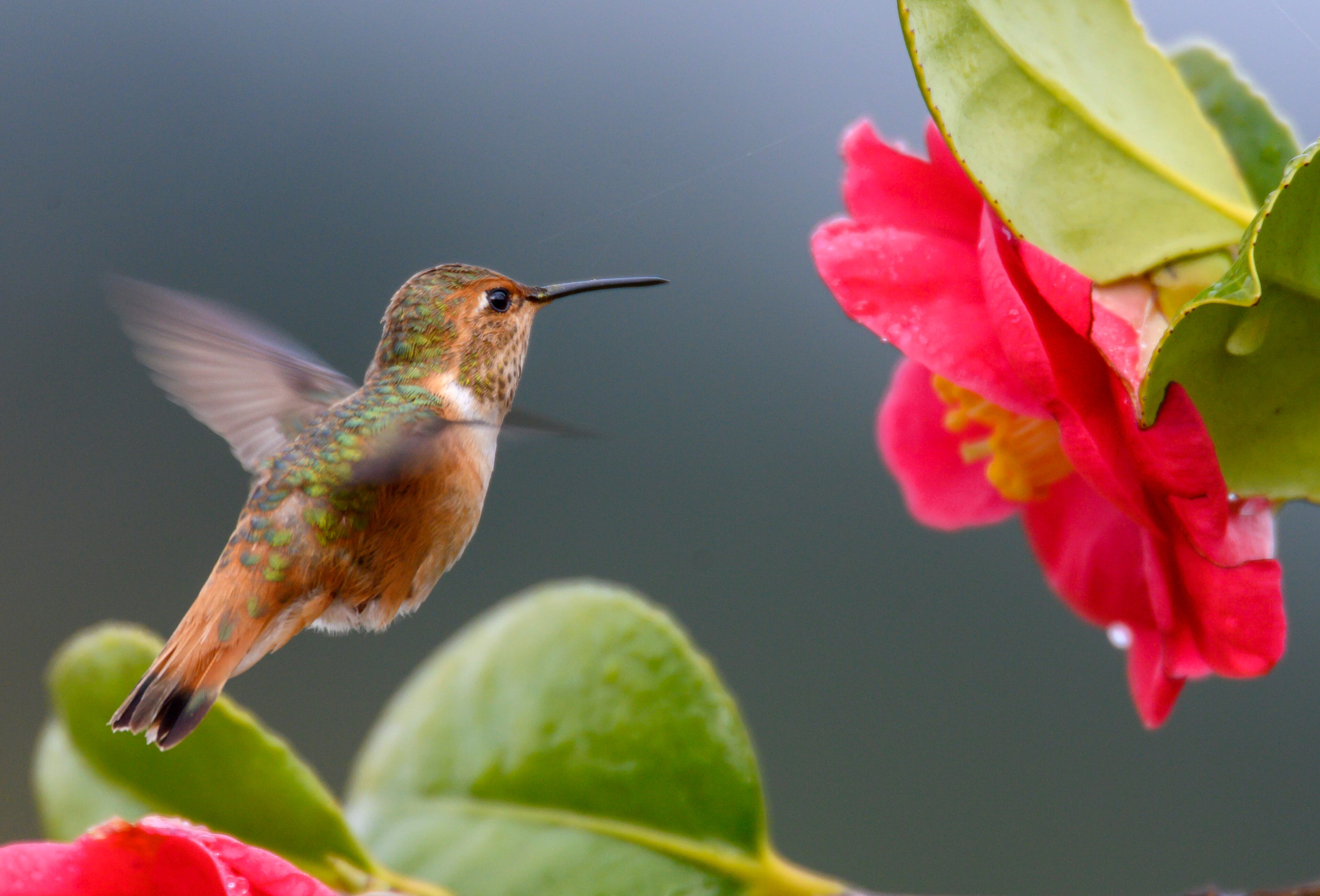 In this 2019 picture a rufous hummingbird feeds from a camellia flower on a dewy morning near Elkton in western Oregon. According to allaboutbirds.com rufous hummingbirds are long-distance migrant. They can travel nearly 4,000 miles from breeding grounds in Alaska and northwest Canada to wintering sites in Mexico. They travel north up the Pacific Coast in spring. (Robin Loznak/ZUMA Wire/TNS)