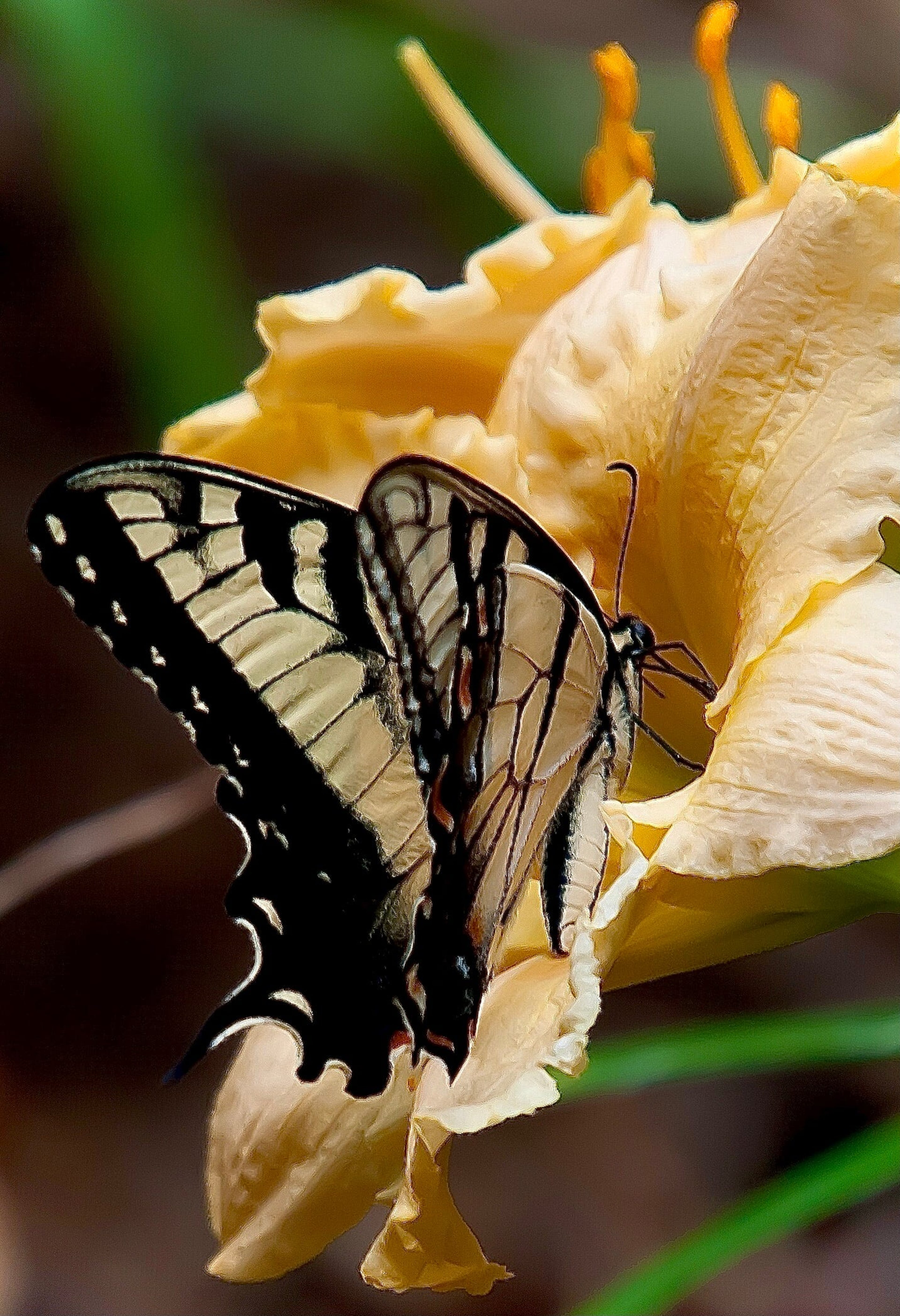This is a test caption for this beautiful butterfly image.