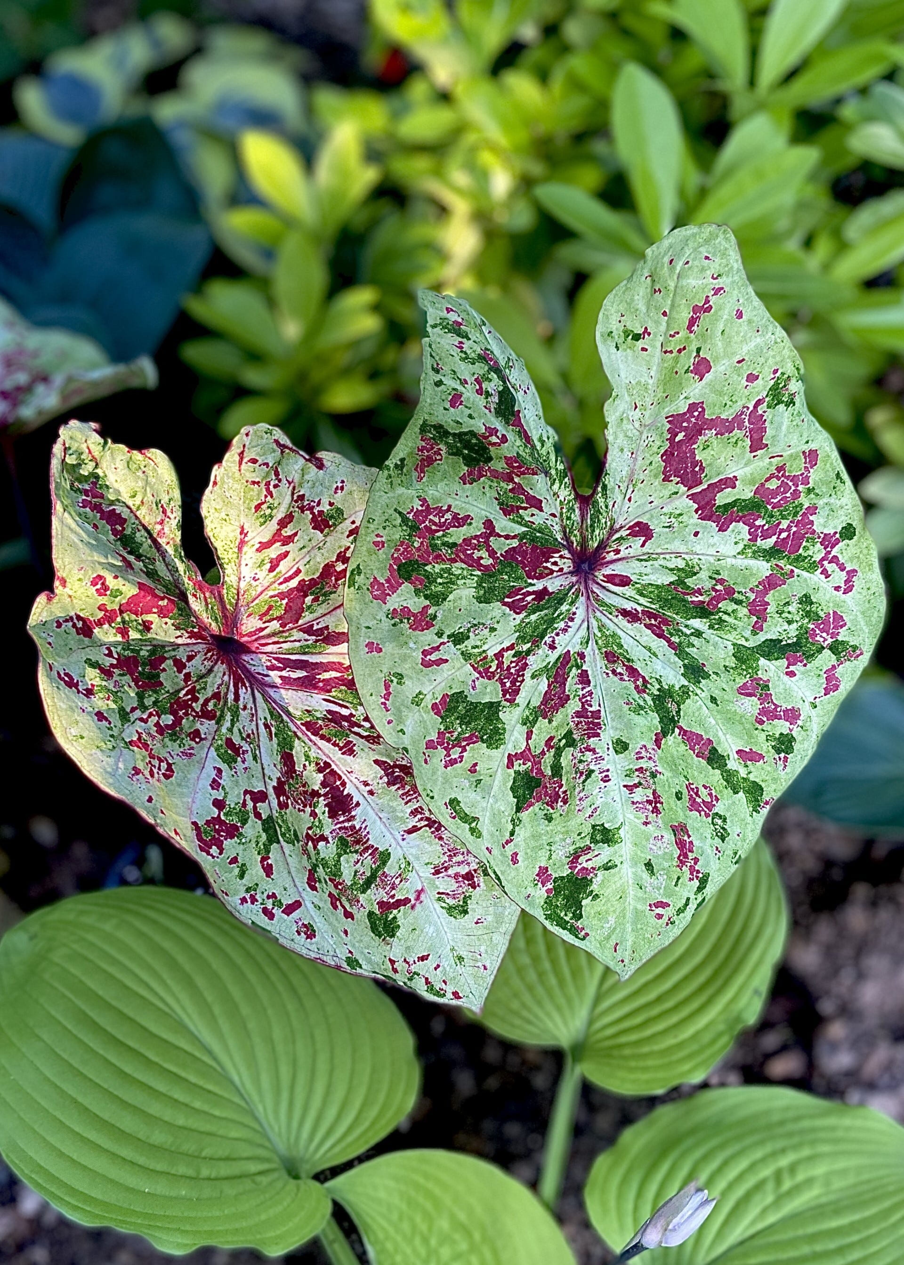 This Heart to Heart, Raspberry Moon caladium looks hand painted.