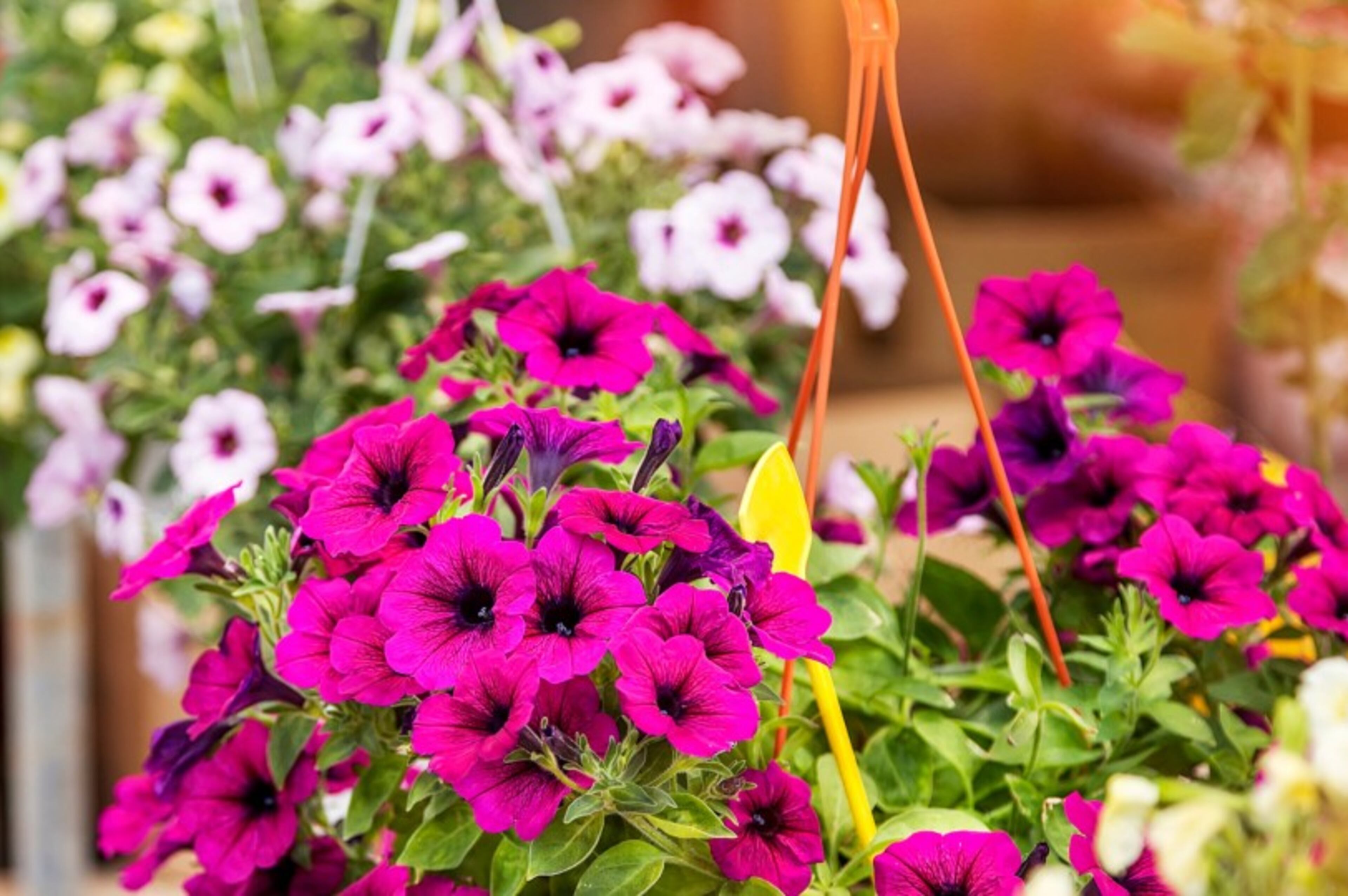 Lowe’s to deliver Mother’s Day flower baskets to senior housing facilities amid coronavirus pandemic