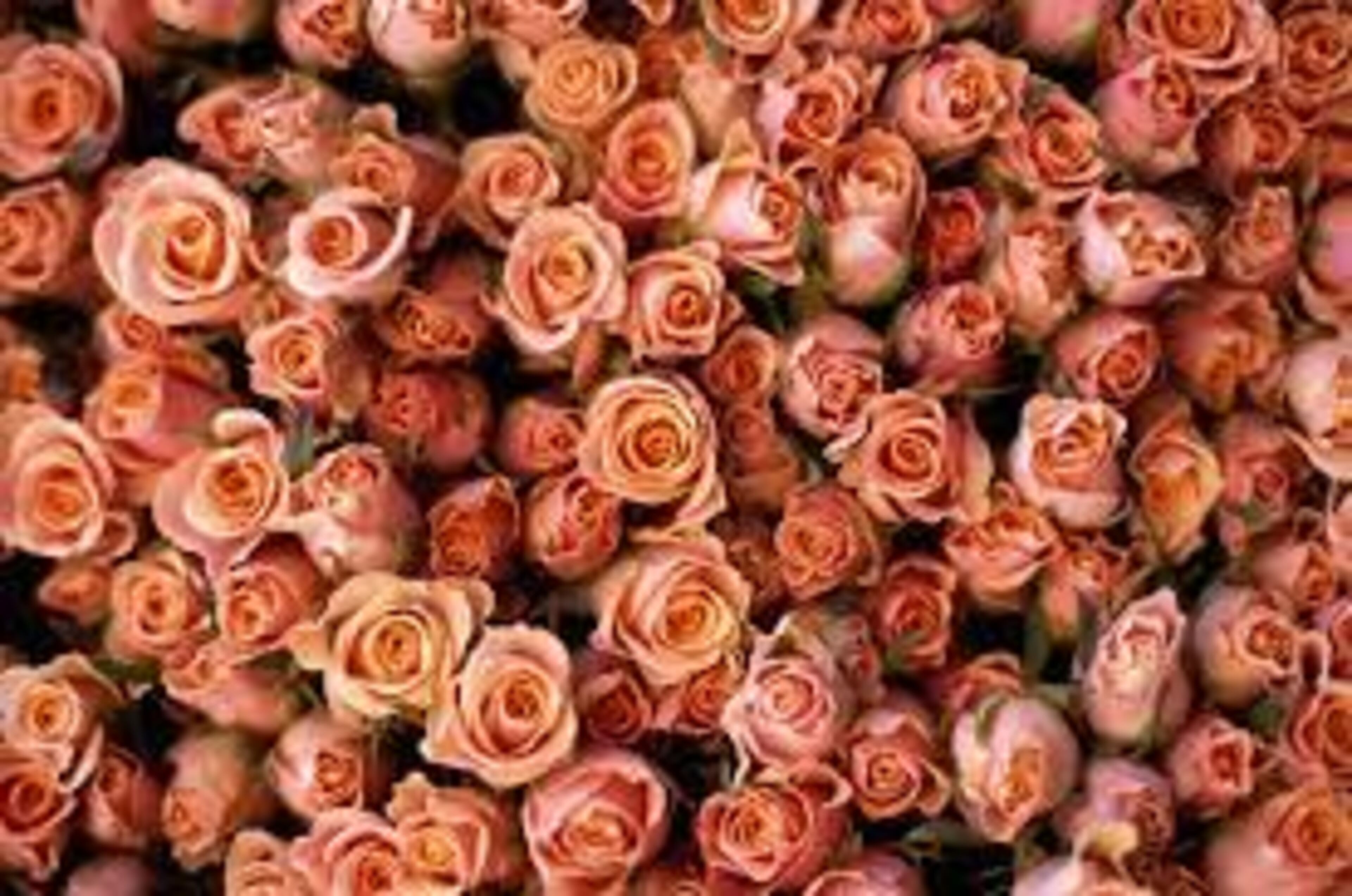 Hulu launches "give flowers" campaign